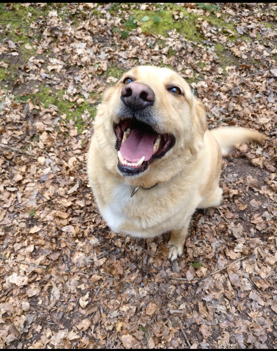 Rainbow bridge gained a good boy today. I’ll miss you, Thor 💔

Hug your pets for me