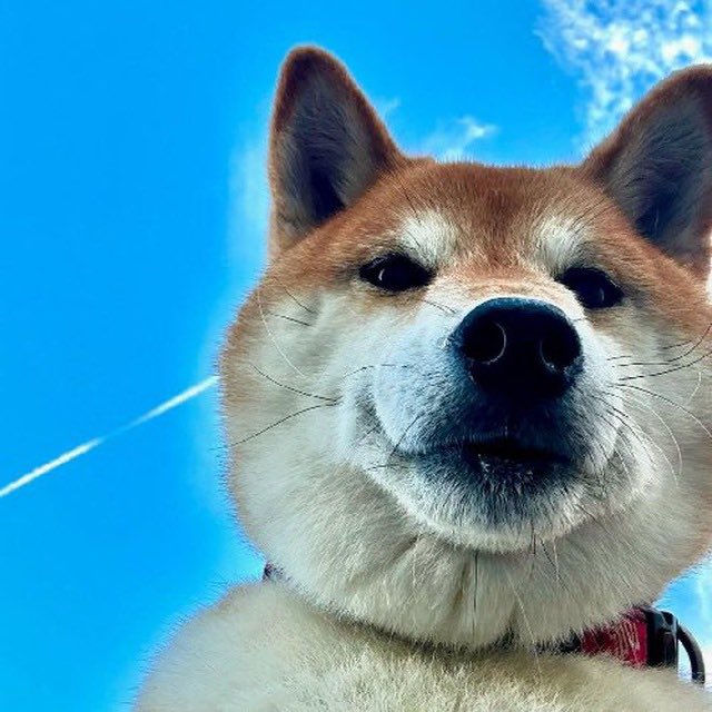 <a href="/SolNorsey/">𝐍𝐨𝐫𝐬𝐞𝐦𝐚𝐧</a> $hoshi is gonna have a big reversal soon

c8mE5bi96iunGVFrxQgbBiCK2RDdVoVqTyfqbCPpump