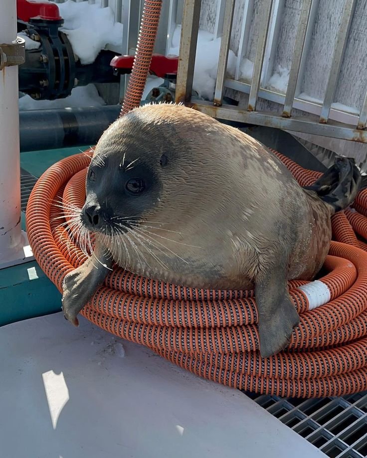 mene_seal's tweet image. Retweet if you  really    really      really        really        really       really     really   really really really  really  really   really    really      really        really        really       really     really    really  really love Yo chan