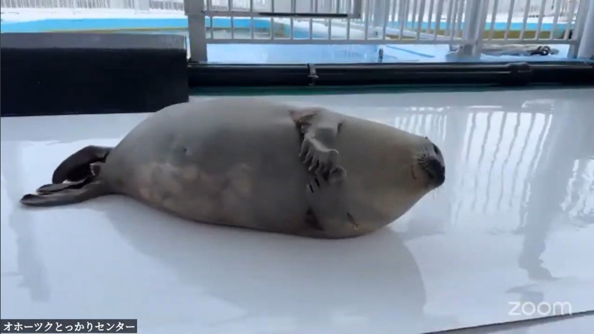 mene_seal's tweet image. Retweet if you  really    really      really        really        really       really     really   really really really  really  really   really    really      really        really        really       really     really    really  really love Yo chan