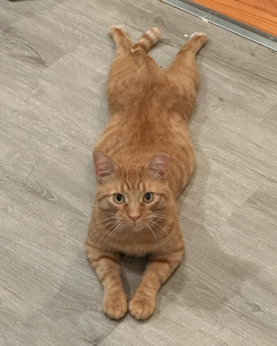 5diti2368fjfgjj's tweet photo. Why sit when you can sploot? Share Bear is sploot goals.
Our shy boy is coming out of his shell and wants to hang out 🧡🥹 Next stop: a forever home. He’ll be ready soon …
#sploot #splooting #splootingcat #sundaysploot #gingercat #fosteringsaveslives https://t.co/S8PN9ylYml