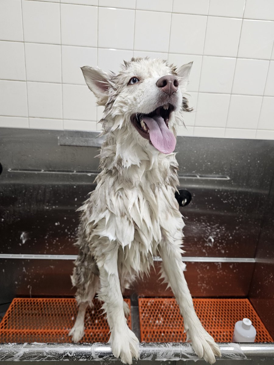 BaratzChris's tweet photo. Sadie was almost good at her bath today. She is still very distrustful of the blow dryer. https://t.co/1zQ2TlWUXQ