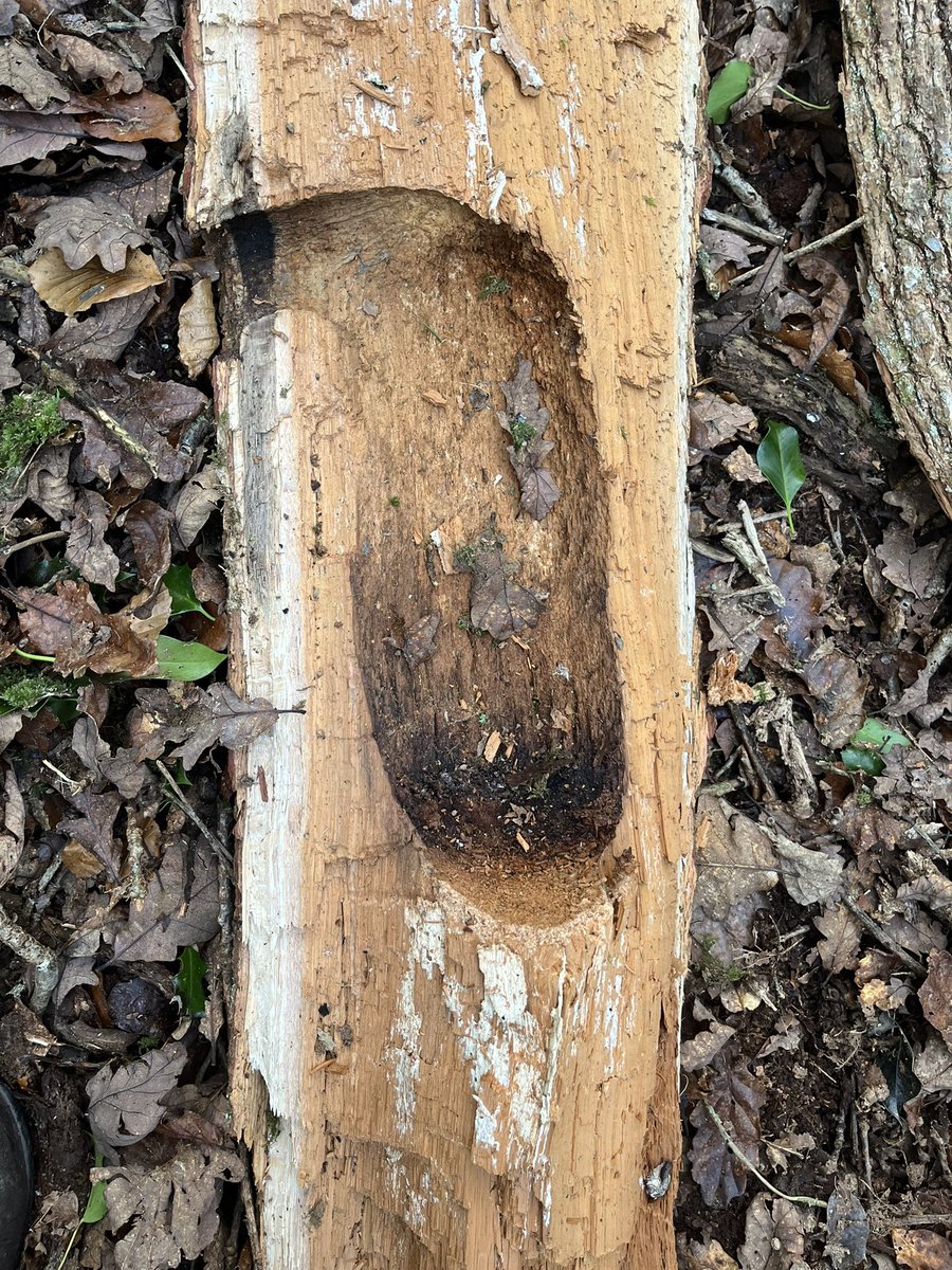 JamesyMurphy's tweet image. A good example of a Great Spotted Woodpecker nest found after Storm Darragh in Tomnafinnoge Wood