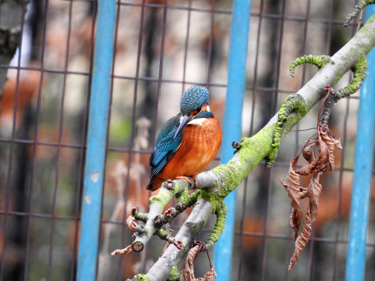 CanalRegent's tweet photo. Go West!

Today the juvenile female was further west along the canal than have seen her before. She just about made it into Hackney.

#LondonBirds #regentscanal #kingfisher #kingfishers @WildLondon @Natures_Voice @CanalRiverTrust #birdphotography #eastlondon #hackney #towerhamlets