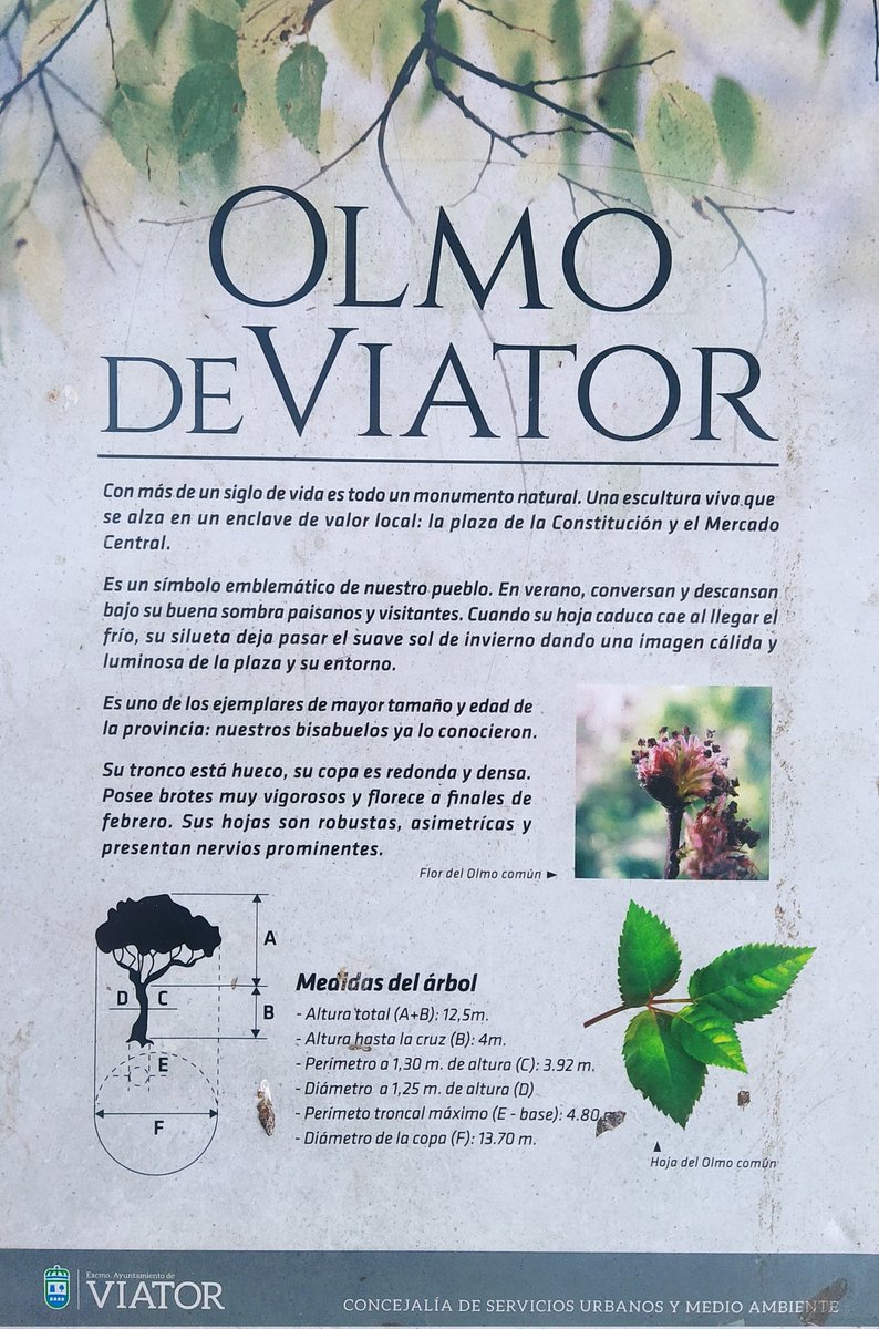 Plaza de la Constitución de Viator, Almería.
-Olmo Centenario -