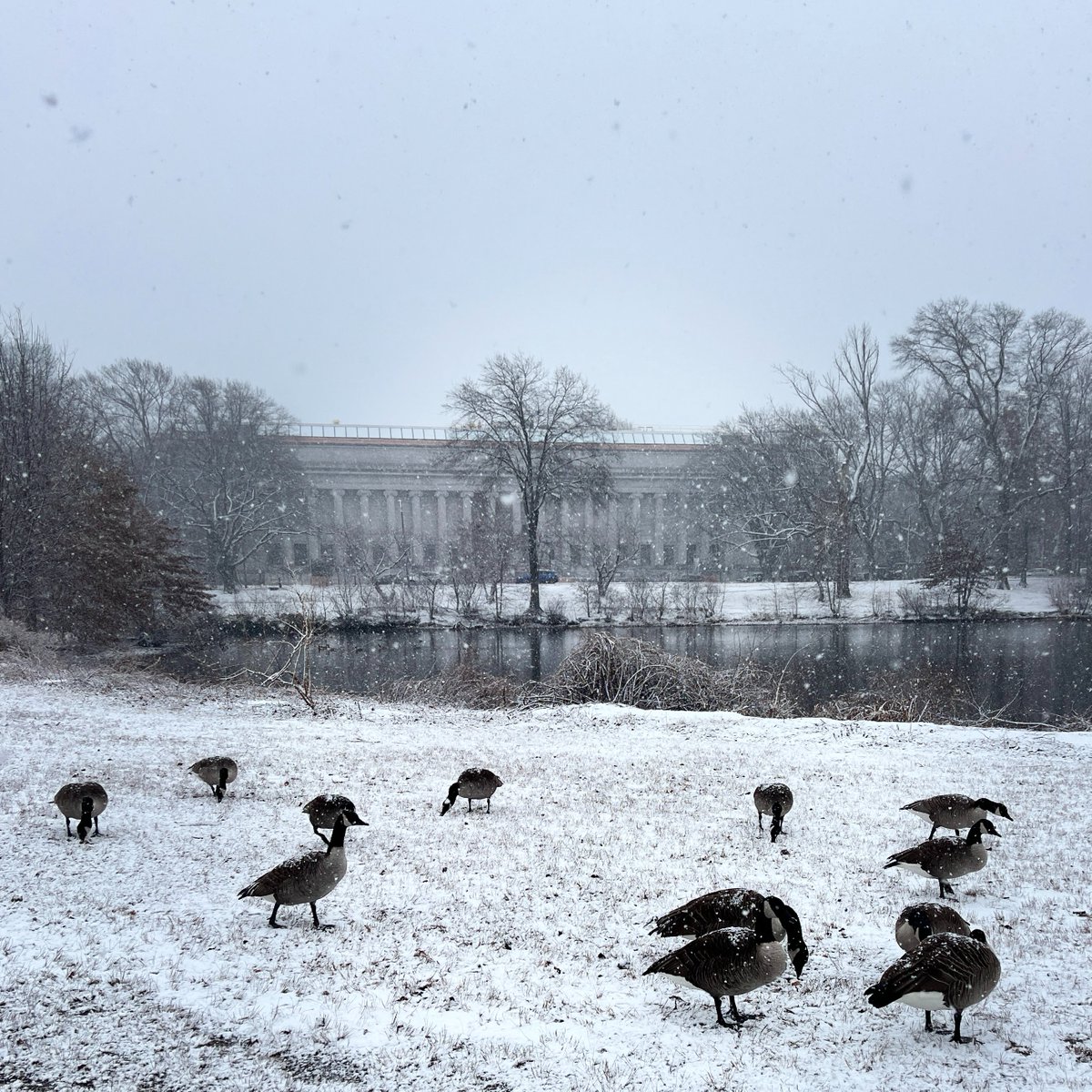 EmNecklaceBos's tweet photo. Back Bay Fens, December 2024
#emeraldnecklaceparks #bostonwinter #snow #bostonparks https://t.co/qPtdo5LUJE