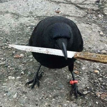 CryptoAgriculturist🐦‍⬛🔪 tweet media