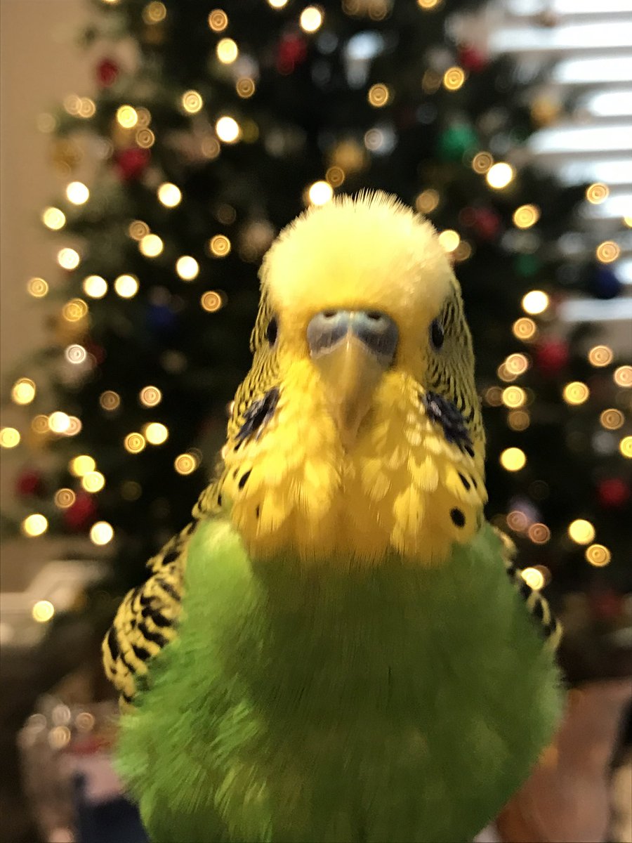 Merry Bird Mass to my friends!