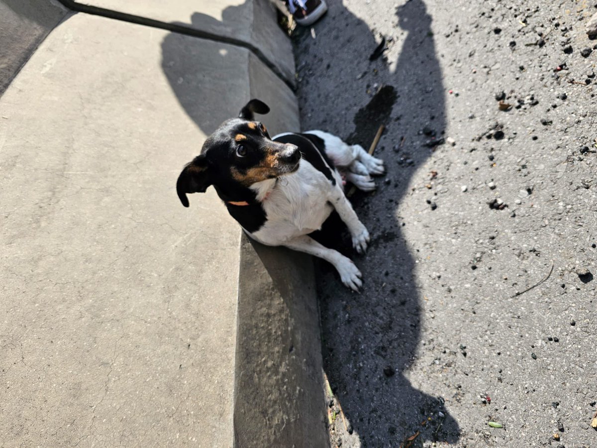 Encontramos esta perrita en la autopista México Querétaro, carriles centrales, pasando la quebrada. Probablemente alguien debe estar buscándola o preocupados por ella.  Informes WhatsApp 5522195151