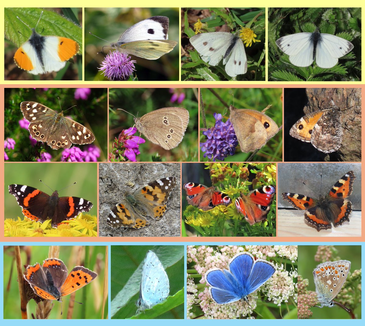 _Stickybeak's tweet image. Fifteen species of butterfly were recorded on Rathlin in 2024 - we started with a Small Tortoiseshell on 21st January and finished with a Red Admiral on 12th November. Here they all are, arranged by family 馃