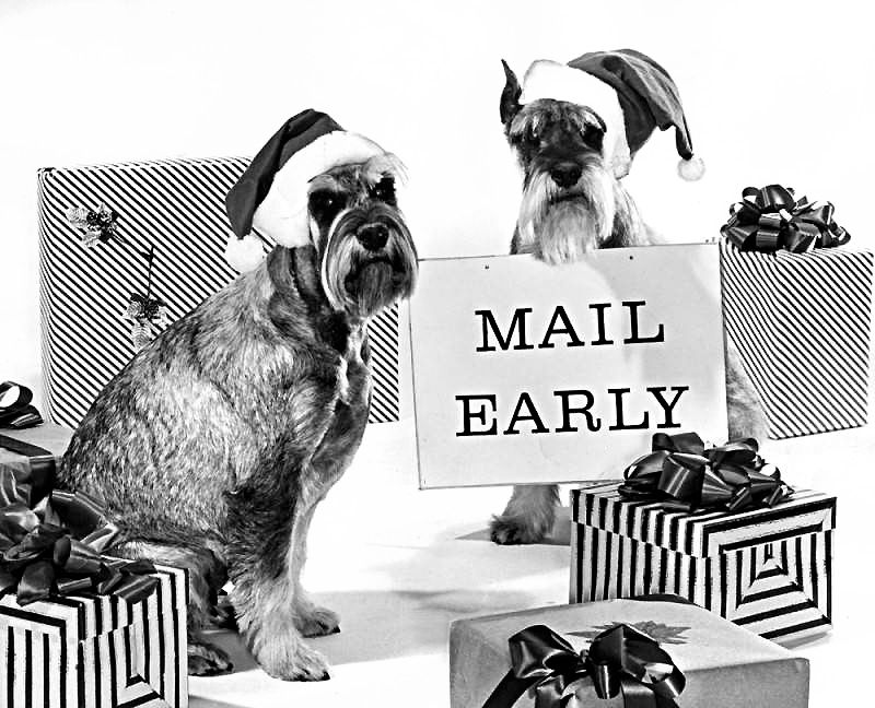 [1962] "These two schnauzers, owned by Richard and Priscilla Danckwerth of North Hollywood, have donned their Christmas caps to remind the public to shop and mail early this holiday season." (Valley Times Collection) buff.ly/406nN6B