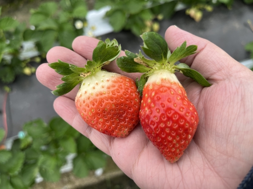 axis_eco_com's tweet photo. 【クリスマスイブ】
おはようございます。

福岡県糸島市で
いちご農家をされてるお客様のハウスへ
お伺いしました(^^)

お客様が栽培する『あまおう』は
毎年とっ...
https://t.co/VQ3LNfxxT5 https://t.co/eTYc6bRNMA