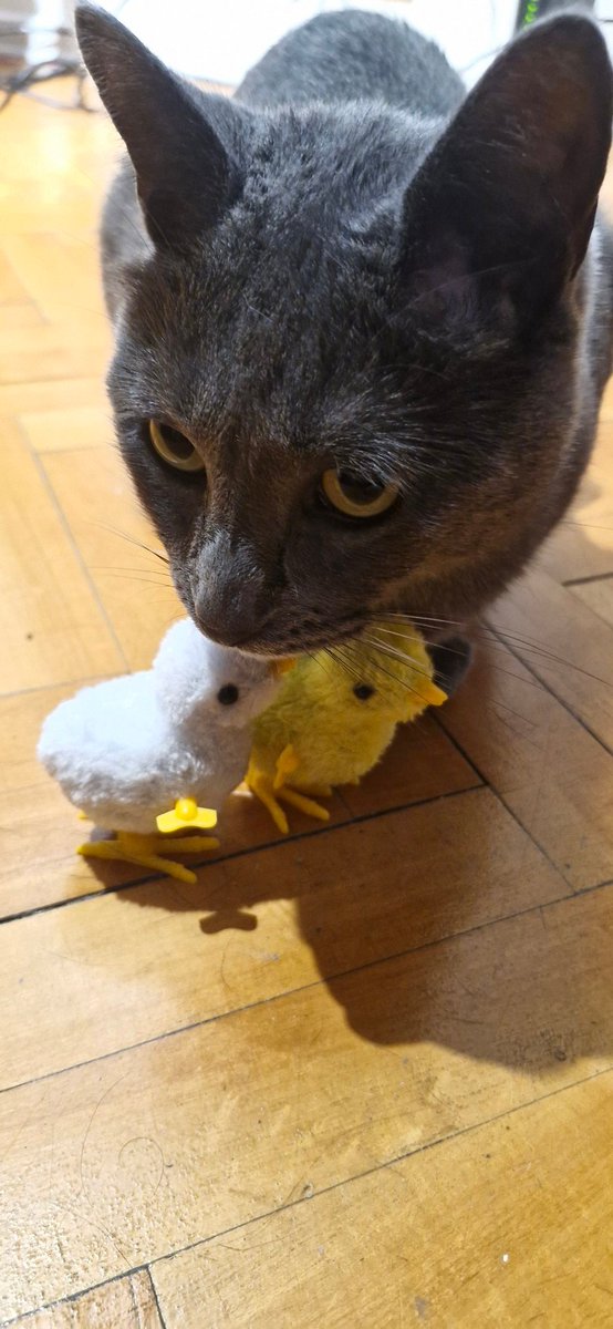 Mi gato estaba re gede así que mi hna le compro unos patitos que se mueven para que los persiga y en lugar de jugar se puso en modo papá luchon
