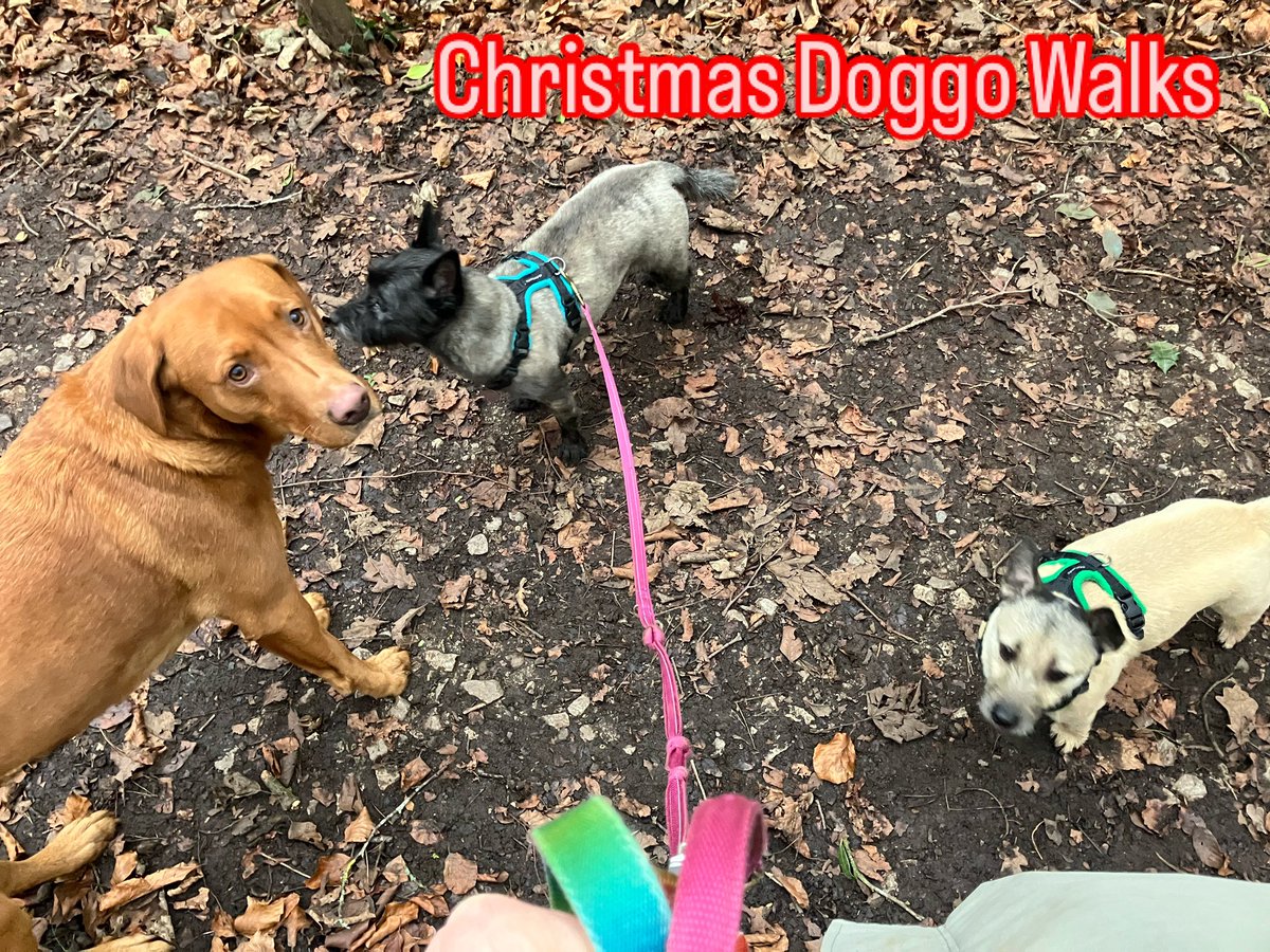 Festive scamps 🎄🐕🐕🐕