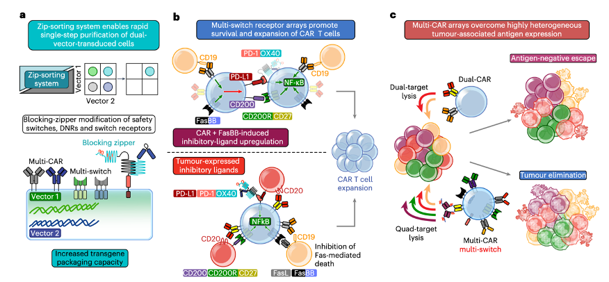ScottJamesCART's tweet photo. In summary, our proof of principle study demonstrates that Zip-sorted T cells co-expressing multiple CARs and switch receptors can eliminate tumor populations with high target antigen diversity while resisting exhaustion and inhibitory ligand-mediated suppression. 14/ https://t.co/oArWBUzaf5