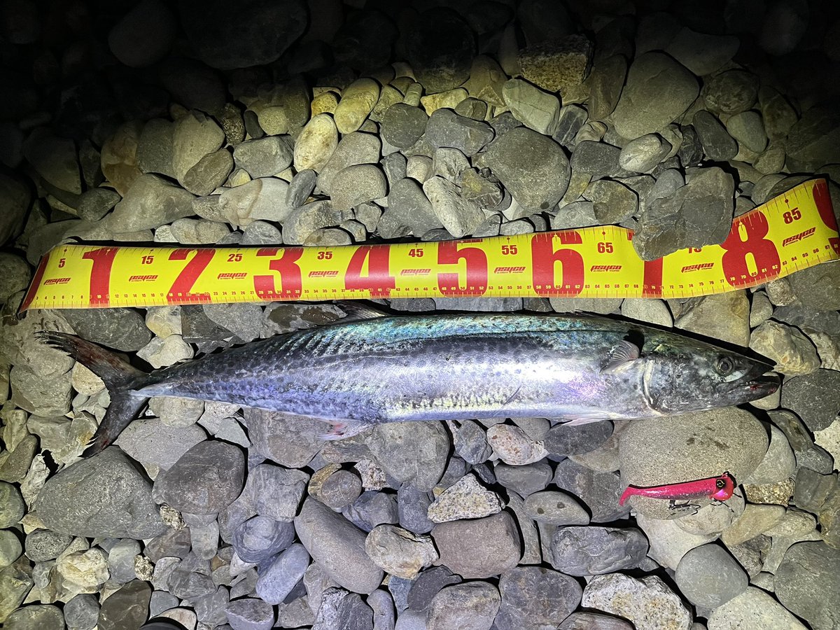 つっちゃん tweet media