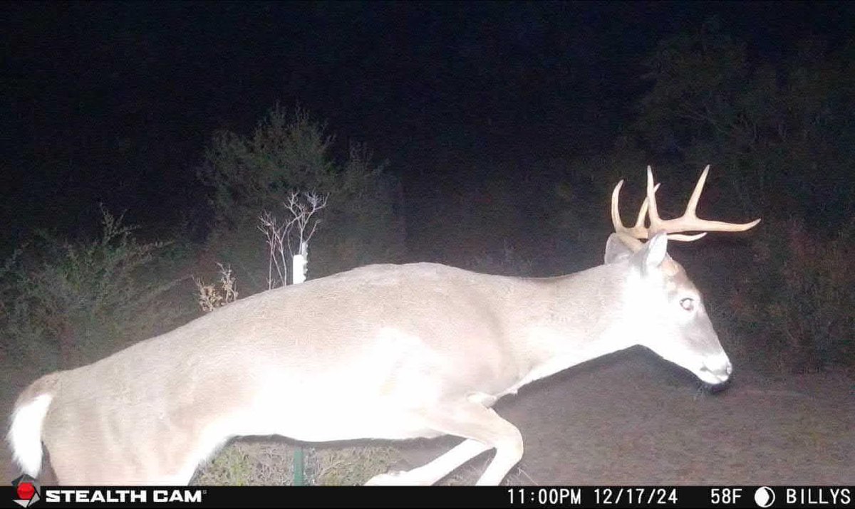 Great Stealth Cam Flashback photo of a fence jumper #deerhunting #deer