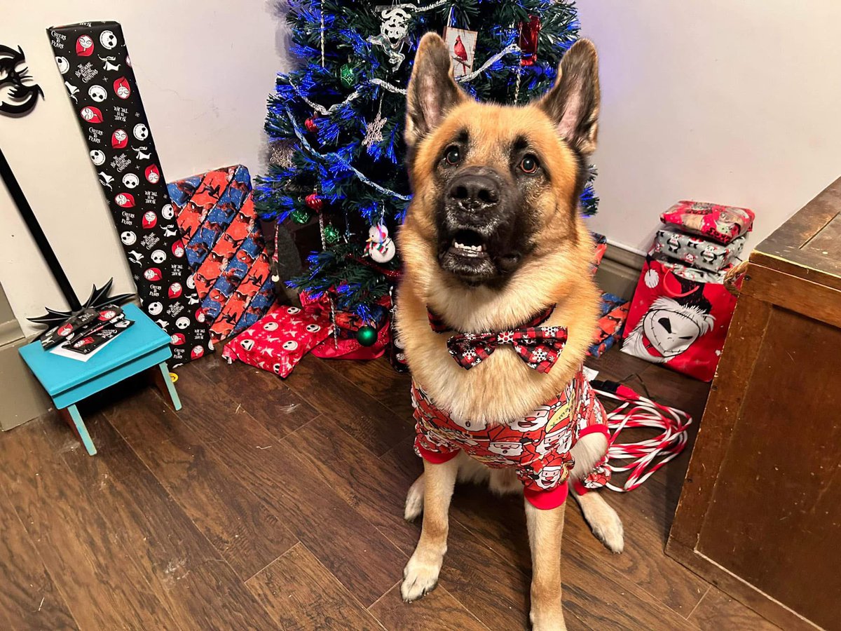 StitchdPanda's tweet photo. It just doesn’t feel like Christmas. Without you here, When does the crying stop? The sleepless nights, the pain. I miss him so much. I miss his cuddles, his leans, his kisses. The excitement he had for Christmas and Santa paws. Forever my big baby. I love you always Buggie! https://t.co/OYuGaGaAJF
