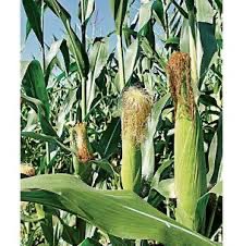 North Dakota Corn Growers Association tweet media