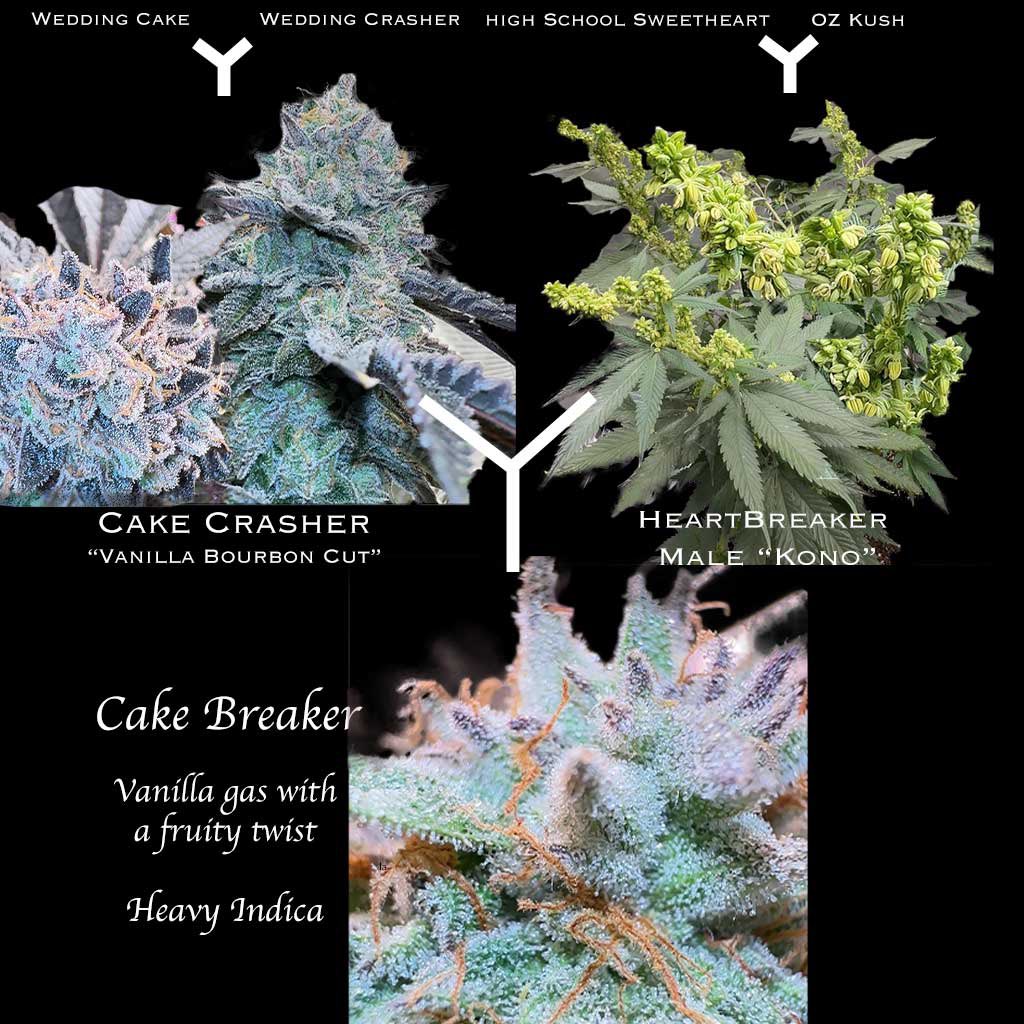 Made a lineage chart for the  Cake Breaker, its a creamy vanilla bourbon zesty gas 

Mom is Cake Crasher # 3 “vanilla bourbon” bred by <a href="/JBeezySJG/">SeedJunky</a> by crossing wedding cake with wedding crasher X
 Heartbreaker Male “kono“  by sunkentreasureseeds 

Only at lightseekerseeds.com