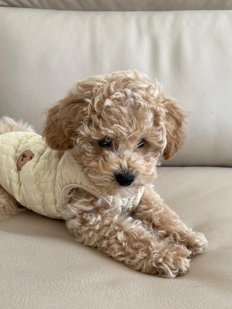 The fluffier, the better! 🐻💞