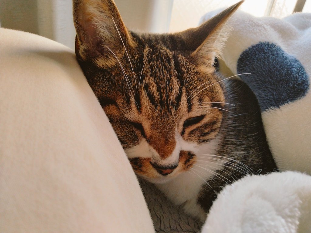 machabowling's tweet photo. おはようございます😺😊
いや、もうちょい寝る😊😺

 #cats #catsoﬁnstagram #catslover #lovecats #instacats #ねこすたぐらむ #ねこ #ねこのきもち #ねこすき #catweet #にゃんだふるらいふ #ねことの暮らし #ねこのいる生活 #ねこずきさんと繋がりたい https://t.co/gZgoUwG6Ov