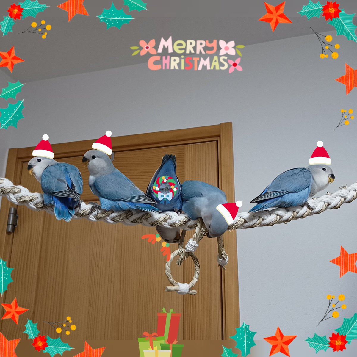 クリスマス限定鳥ちゃんサンタMerryChristmas? サンタさん?いっぱい 