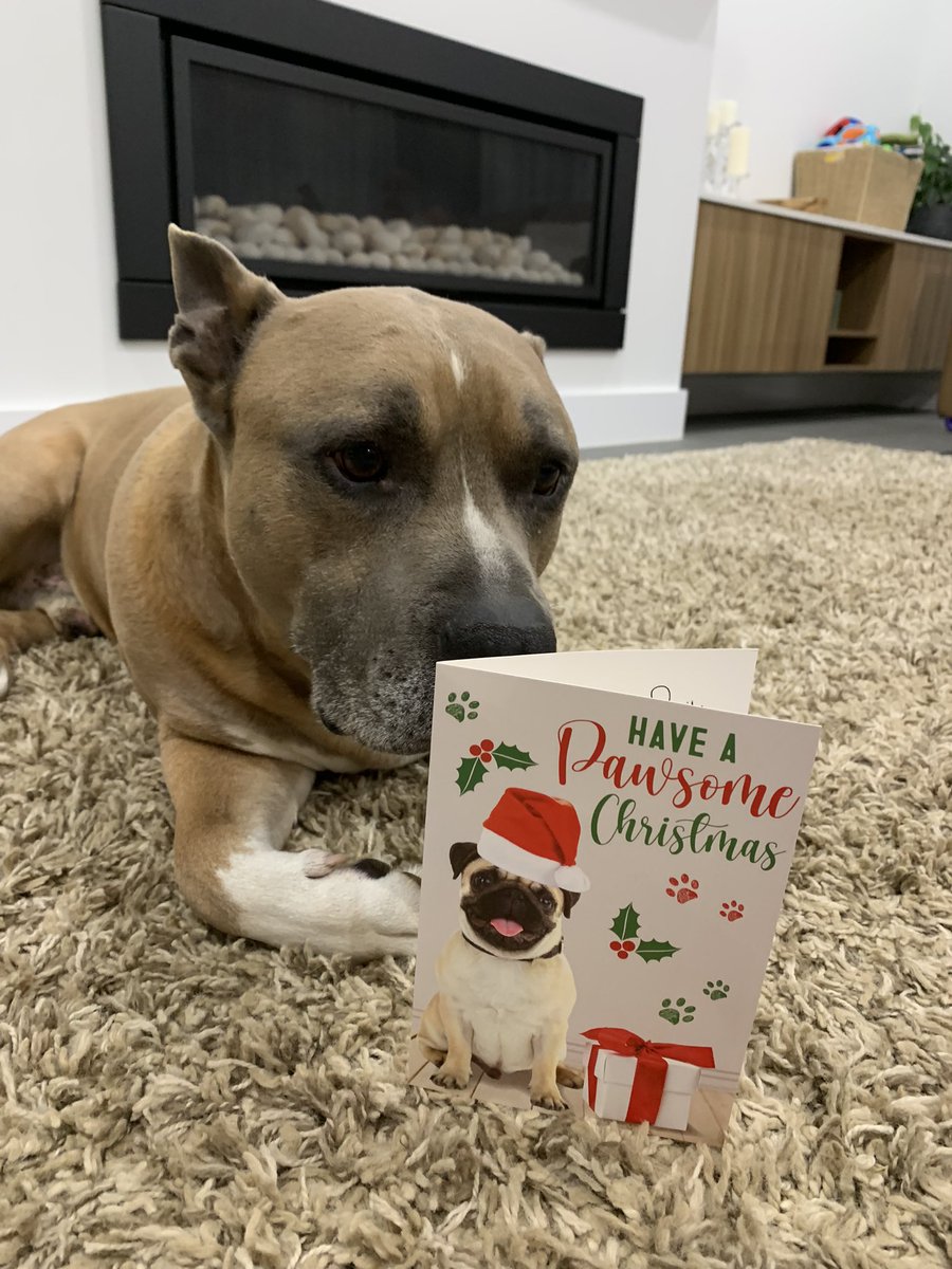 DiannaConstant2's tweet image. Another day, and another Christmas card for ME😊. 

This one is from my beautiful little cousin Jaspa and Aunty M and family. I’m so happy I’ve even got “foldy feet”🤪. 

We truly are blessed with the wonderful friendships we have made on this platform. @JaspaTheMaltzu