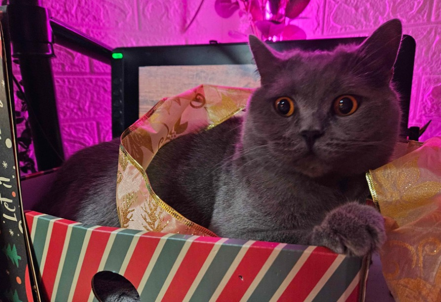 SleepyTeaLeaf's tweet photo. Loki is boxed and ready for wrapping, complete with ribbon 🎀 https://t.co/7Nfkghm4UM