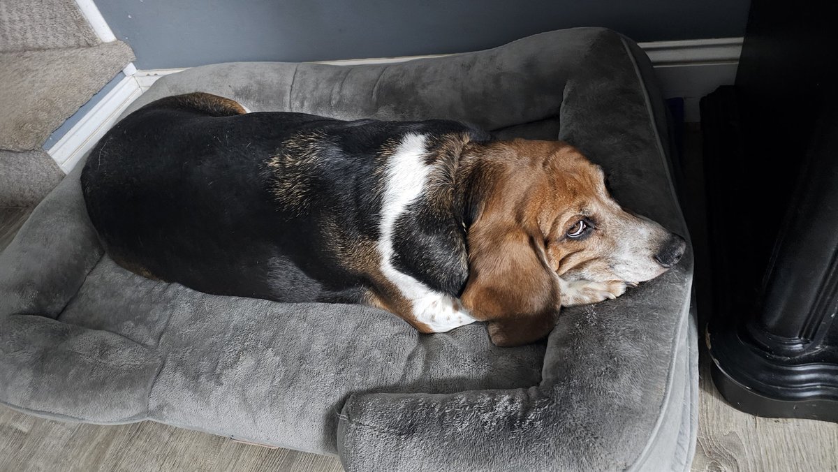 Hee hee...I'm pretending to look sorry for stealing my sib's dinner...Even giving those puppy dog eyes but I ain't sorry 1 freakin' bit...I'm so proud of myself that I'm glowing on the inside. Sib snoozed, sib loozed &amp; now her dinner is in my gut! SUCKA #StayHangry #HangryBeagle