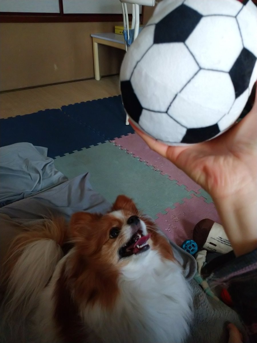 Vabosetogiwa's tweet image. ゆれる想い

#パピヨン
#きょうのわんこ
#犬のいる幸せ