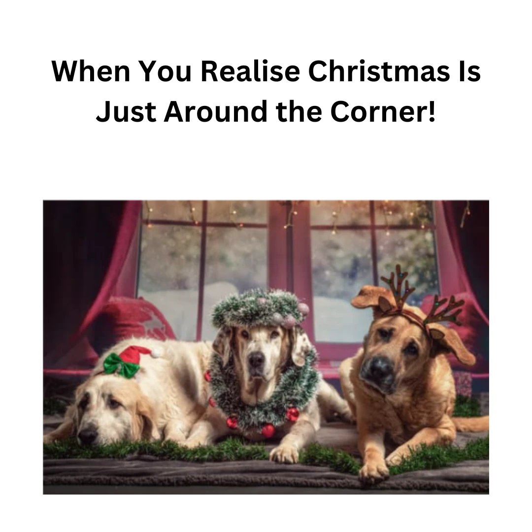 Santa's little helpers are on the job!

#ChristmasCountdown #boisepetsitters #boisepetsitting #petsitting #pets #dogs #dogwalking #cats #boisedogs #boisecats #catsitting #boiseidaho