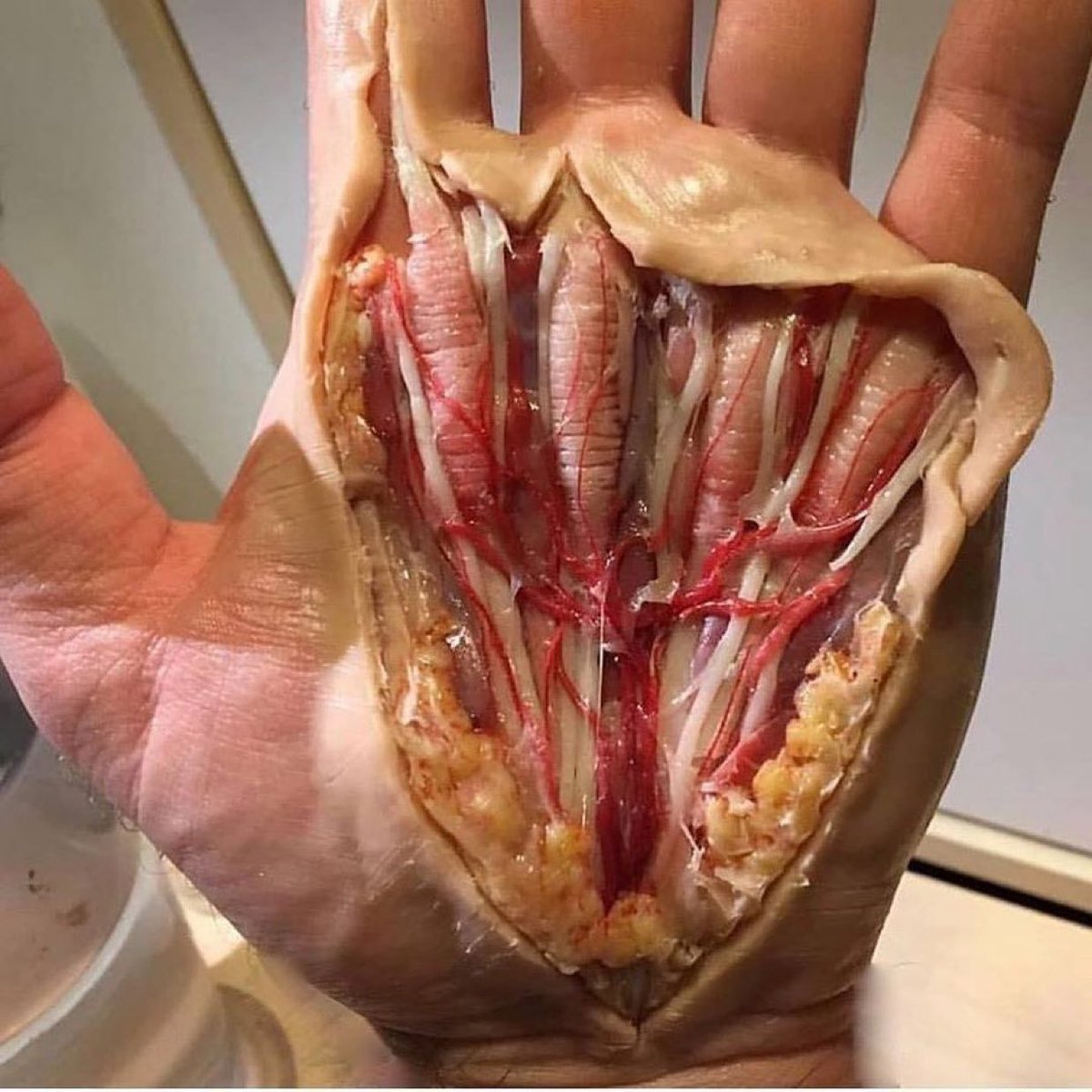 Anatomical model of the palm