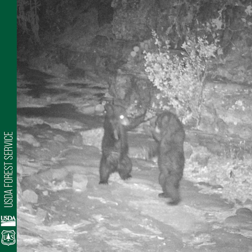 We be dancing in the cub… 🐻

Pictured here are some mischievous little bear cubs caught on our trail cams taking a short dance break out at Ash Creek!
