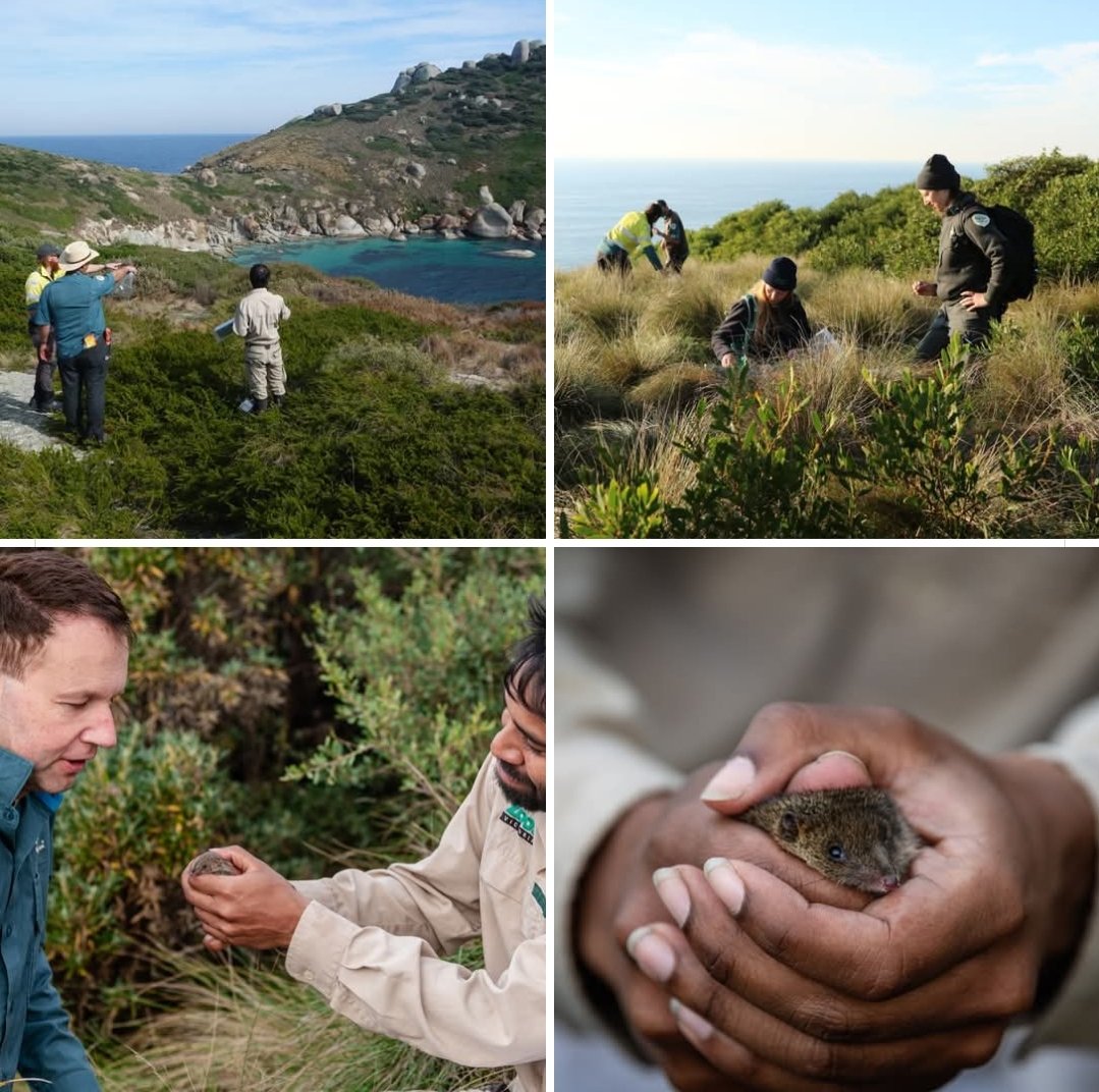 Dr Marissa Parrott (@drmparrott) on Twitter photo Fabulous photos from our amazing Wilsons Prom Sanctuary island adventures to survey Swamp Antechinus & others with the awesome team from <a href="/ParksVictoria/">Parks Victoria</a> & <a href="/ZoosVictoria/">Zoos Victoria</a> !
Read more here: news.com.au/travel/austral…
#conservation Fabulous photos from our amazing Wilsons Prom Sanctuary island adventures to survey Swamp Antechinus & others with the awesome team from <a href="/ParksVictoria/">Parks Victoria</a> & <a href="/ZoosVictoria/">Zoos Victoria</a> !
Read more here: news.com.au/travel/austral…
#conservation