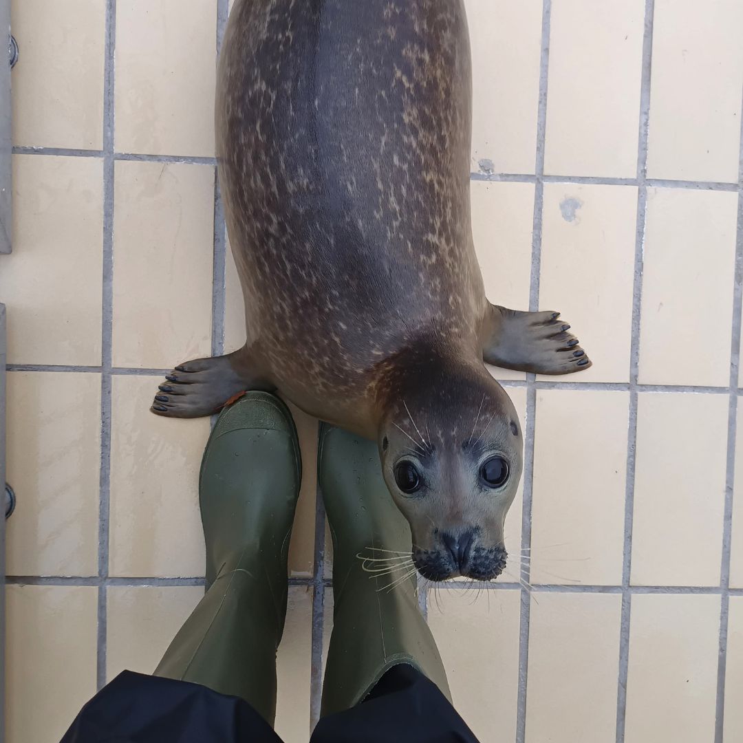 This morning, Cheese, Shrimp, Boodie and Kiwi (photo) will return to the Wadden Sea. Thank you all for supporting them, we will share photos and video as soon as possible! 🙏

🧀 Cheese: 31,2 kg
🦐 Shrimp: 35,9 kg
🦭 Boodie: 30,3 kg
🥝 Kiwi: 34,3 kg