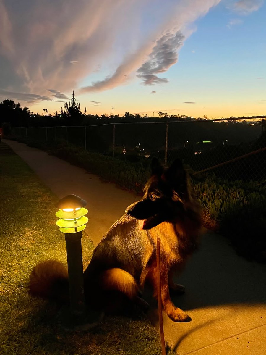 Twilight time after sunset over the canyon near our home. To me this almost resembles a Vermeer painting! Oskar is so photogenic. 🥰

Happy Holidays, Merry Christmas, Happy New Year to you and yours! 🎄🎇