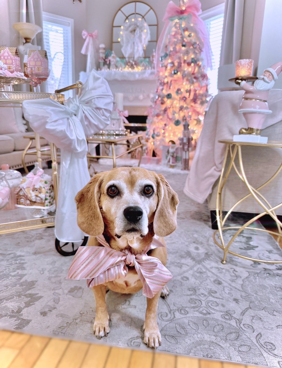 I iz reddy fer da presentz 🛍️🛍️🛍️

#SweetBeagle #PinkChristmas #PinkBow #SeniorBeagle #SweetnessOverload #CandylandChristmas  <a href="/beaglefacts/">Beagle Facts</a>