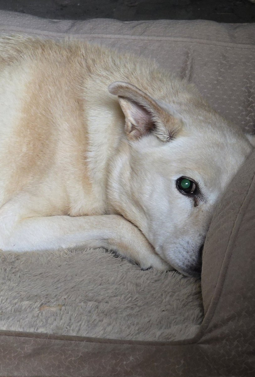 Had to say goodbye to my pup of 12 years tonight. Had a feeling it was coming, but doesn't make it much easier. RIP sweet Nala.