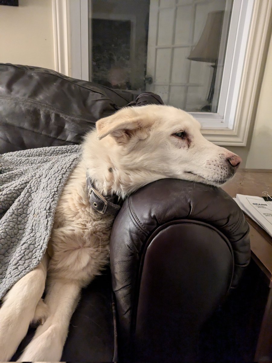 Wowy_Smite's tweet photo. Sometimes, letting the tired go to sleep is the best thing to do. RIP to my 14 year old best friend, Dexter ❤️ https://t.co/yiFASA1cn0