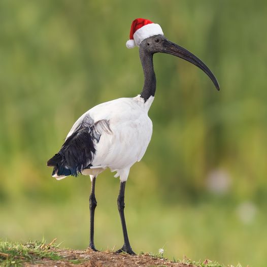 PAX Australia tweet media