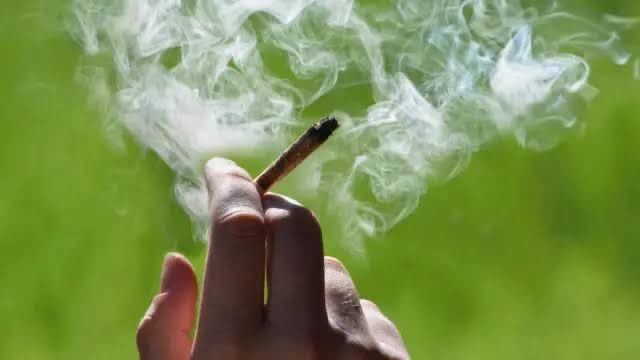 canabisbrasil's tweet image. 🚨ATENÇÃO: Senado aprova a obrigatoriedade do exame toxicológico para motoristas em todas as categorias, incluindo aqueles que irão tirar a carteira de habilitação (CNH) pela primeira vez.