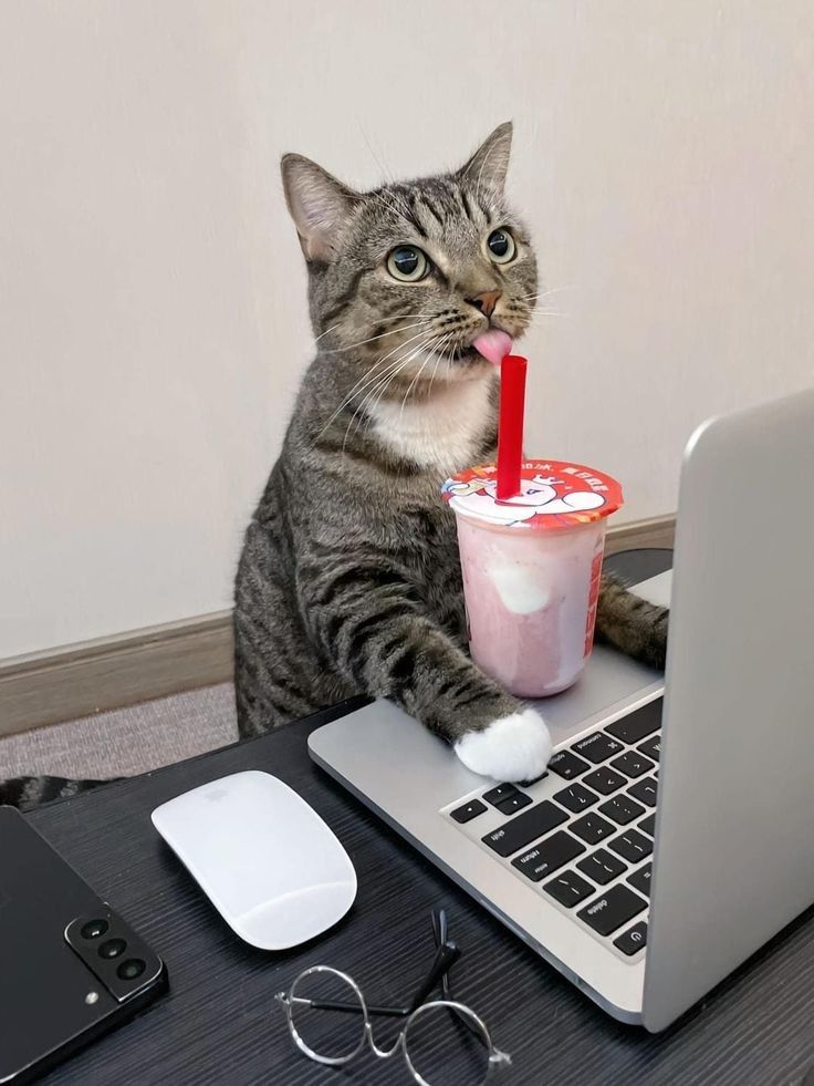 Why you should have a cat tweet media