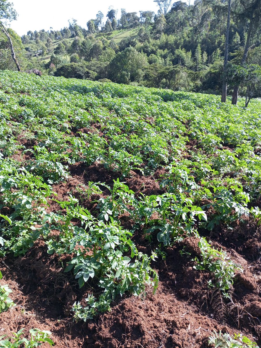 NanaSigilai_'s tweet photo. Of beautiful mornings
#farmgirlie https://t.co/L77wZVO1b0