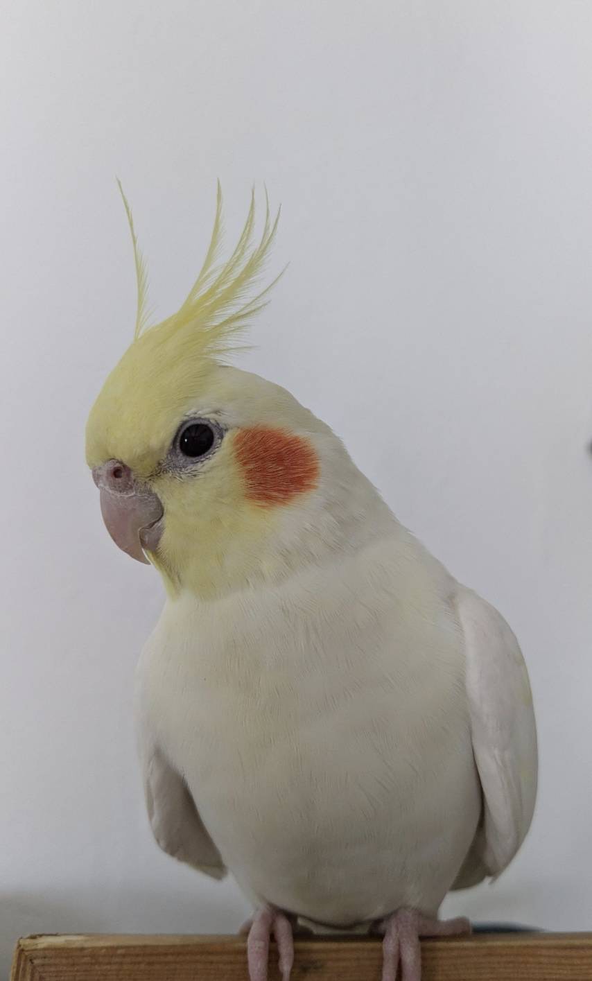 本店は リピーター様⭐︎むつ文鳥様専用 さよなら その他 - その他