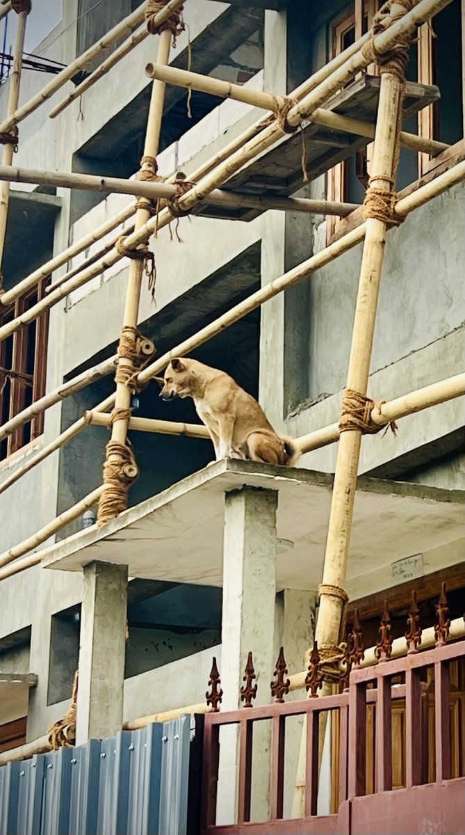 Our little Watchdog!