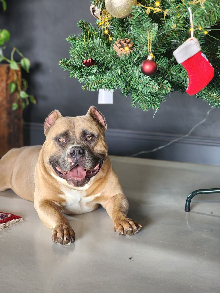 Wat ‘n geskenk! 

Ontmoet vir Stevie!! 

Niks gaan ooit vir Christa en Abraham vervang nie, maar dis lekker om ‘n nuwe chapter te begin met nuwe energie en lewe in die huis!! 
Lekker Stevie!! Welkom my tjom!! 🫶🏻