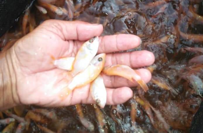 Farijan20's tweet photo. Selasa, 24-12-2024 Parikan, S. St. Pi Luhkan Kab. Kebumen SatminkalTegal pendampingan anen benih ikan Nila, okdakan Karya Mina Sejahtera Desa Peniron - Kec. Pejagoan 1200 ekor harga Rp 300,-/ekor
#GiatLuhSatminkalTegal
#BPPSDMKP
#PusluhKP
#luhlapor
#dlhKPKebumen https://t.co/Idf1UsBl7m