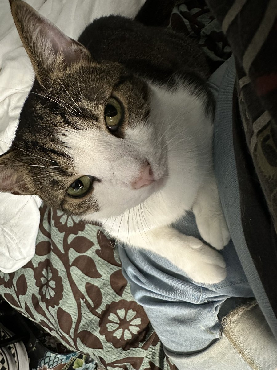 mosis 🇵🇸 tweet media