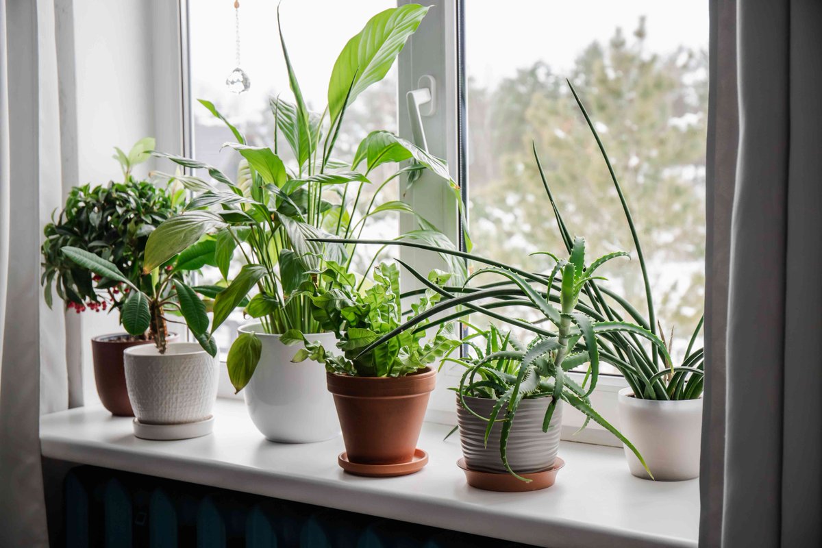 Should You Fertilize Houseplants in Winter? Here's When to Feed and When to Skip bhg.com/fertilizing-ho…